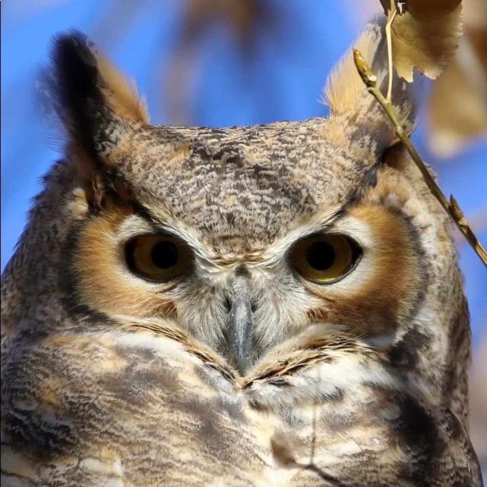 Meet your Posher, Dennis